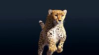 Cheetah Animated