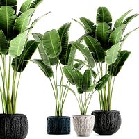 Banana palms in classic flowerpot for the interior 593