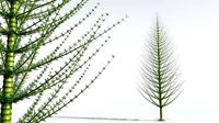 EVERYPlant Spiral Horsetail Tree 07 --12 Models--