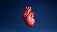 Human organs medical profiles of the heart 3D model