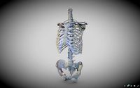 Torso skeleton
