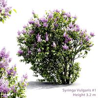 Syringa Vulgaris 01