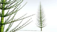 EVERYPlant Spiral Horsetail Tree 06 --12 Models--