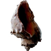 Conch shell