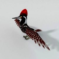 Woodpecker bird
