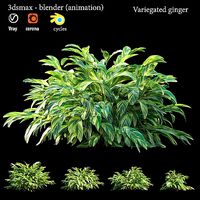 Variegated ginger animation