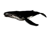 Humpback Whale Animated
