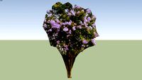 Muskogee Crape Myrtle
