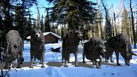 wolves in the snow