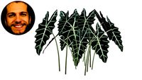 Alocasia Amazônica Punhal Malaio