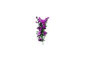 Bougainvillea
