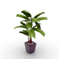 Palm 3D Model
