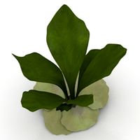 Plant 3D Model