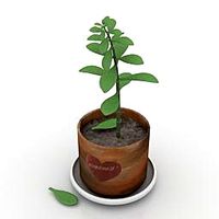 Flower 3D Model