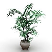 Palm 3D Model
