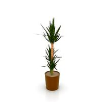 Palm 3D Model