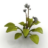 Plant 3D Model