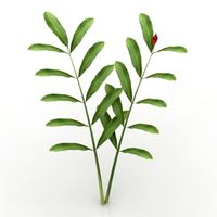 Plant 3D Model