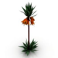 Flower 3D Model