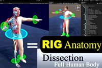 RIG Dissection Anatomy Full Human Body Male