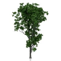 Tree 3D Model
