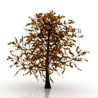 Tree 3D Model