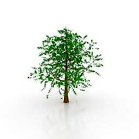 Tree 3D Model