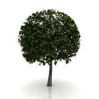 Tree 3D Model