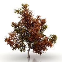 Maple 3D Model