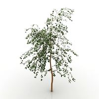 Tree 3D Model