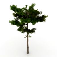 Pine-tree 3D Model