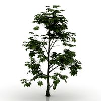 Chestnut 3D Model