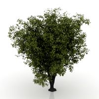 Apple-tree 3D Model