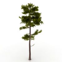 Pine-tree 3D Model