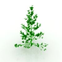 Tree 3D Model