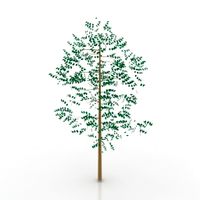Tree 3D Model