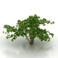 Bush 3D Model