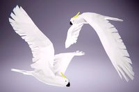 Low Poly Bird: Cockatoo