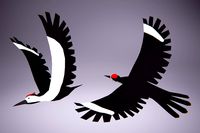 Low Poly Bird: Woodpecker