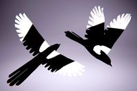 Low Poly Bird: Magpie