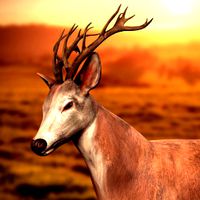 Lowpoly Deer Stag