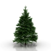 Conifers tree 3D Model