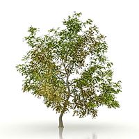 Maple 3D Model