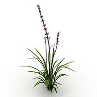 Plant 3D Model