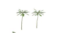 Parahyba Tree / Pakis Brazil