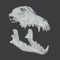 Gray Wolf Skull  | 3D
