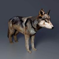 Gray Wolf