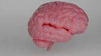 Brain