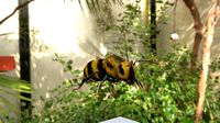 bee das