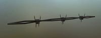 Barbed Wire